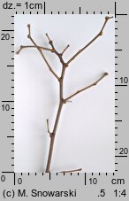 Robinia pseudoacacia (robinia akacjowa)