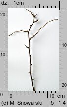 Prunus spinosa (śliwa tarnina)