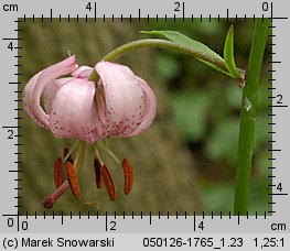 Lilium martagon (lilia zÅ‚otogÅ‚Ã³w)