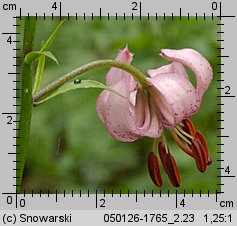 Lilium martagon (lilia złotogłów)