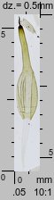 Funaria hygrometrica (skrętek wilgociomierczy)