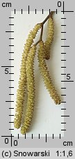 Corylus avellana (leszczyna pospolita)