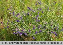 Vicia villosa (wyka kosmata)