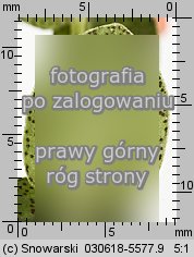 Anagallis arvensis (kurzyślad polny)