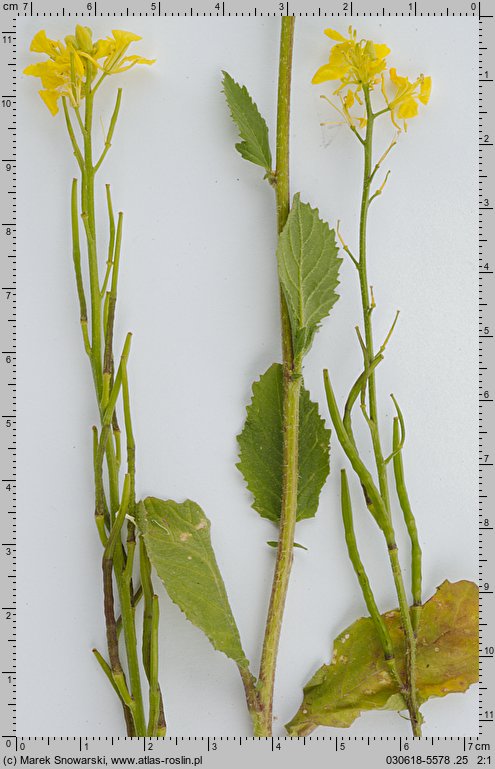 Sinapis arvensis (gorczyca polna)