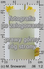 Sinapis arvensis (gorczyca polna)
