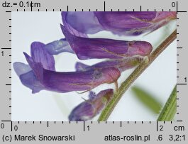 Vicia villosa (wyka kosmata)