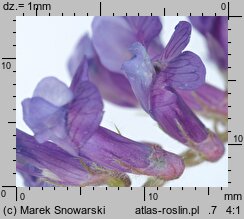 Vicia villosa (wyka kosmata)