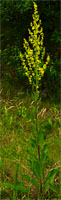 Verbascum lychnitis (dziewanna firletkowa)