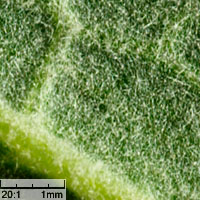 Verbascum lychnitis (dziewanna firletkowa)