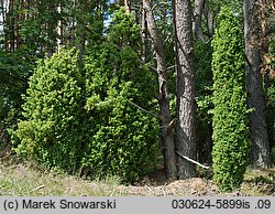 Juniperus communis (jałowiec pospolity)