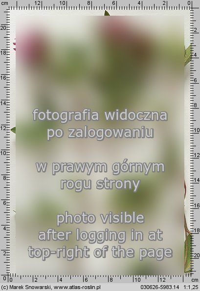 Trifolium medium (koniczyna pogięta)