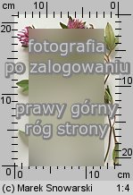 Trifolium medium (koniczyna pogięta)