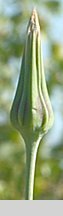 Tragopogon pratensis ssp. pratensis (kozibród łąkowy typowy)
