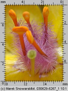 Verbascum nigrum (dziewanna pospolita)