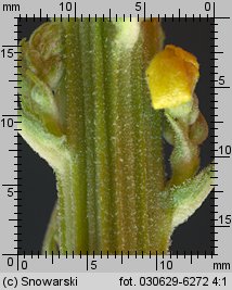 Verbascum nigrum (dziewanna pospolita)