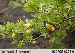 Ribes uva-crispa (porzeczka agrest)