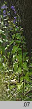 Campanula trachelium (dzwonek pokrzywolistny)