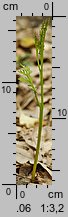 Botrychium matricariifolium (podejÅºrzon marunowy)