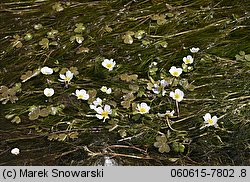 Ranunculus peltatus (jaskier tarczowaty)