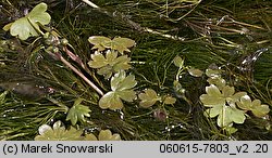 Ranunculus peltatus (jaskier tarczowaty)