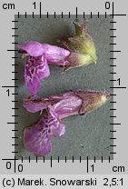 Stachys palustris (czyściec błotny)