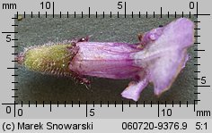 Stachys palustris (czyÅ›ciec bÅ‚otny)
