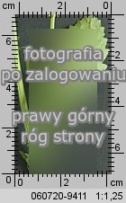 Leucanthemum vulgare ssp. vulgare (jastrun wÅ‚aÅ›ciwy typowy)