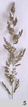 Calamagrostis epigejos (trzcinnik piaskowy)