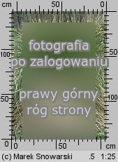 Carex paniculata (turzyca prosowa)