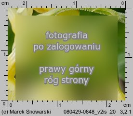 Primula elatior (pierwiosnek wyniosły)