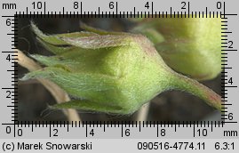 Fragaria viridis (poziomka twardawa)