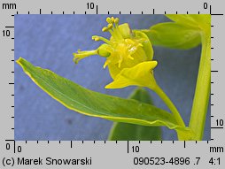 Euphorbia lucida (wilczomlecz bÅ‚yszczÄ…cy)