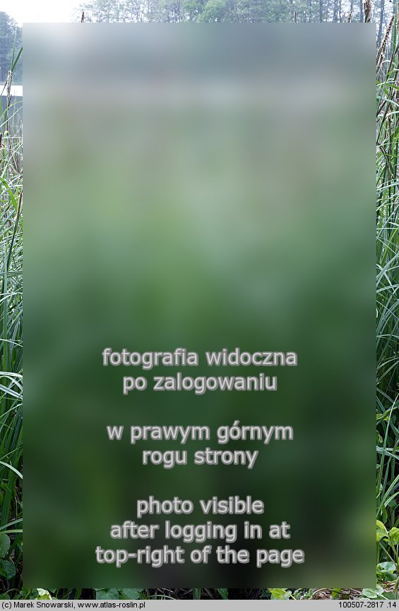 Carex acutiformis (turzyca bÅ‚otna)