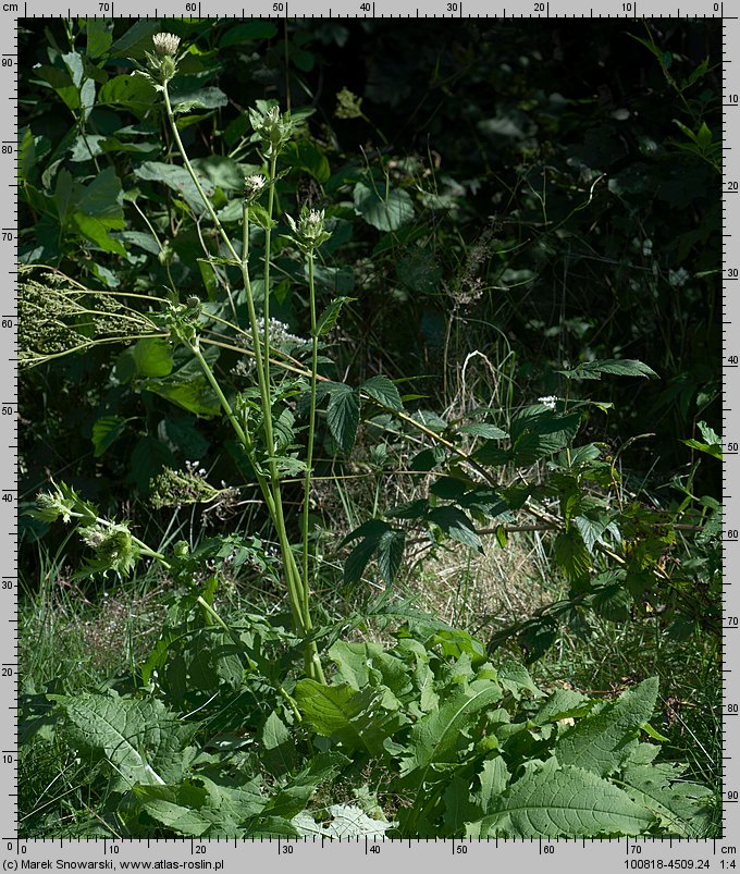 Cirsium oleraceum (ostroÅ¼eÅ„ warzywny)