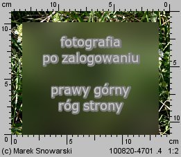 Euphrasia rostkoviana (świetlik łąkowy)