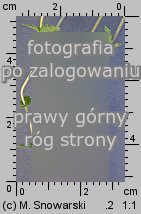 Euphrasia rostkoviana (świetlik łąkowy)
