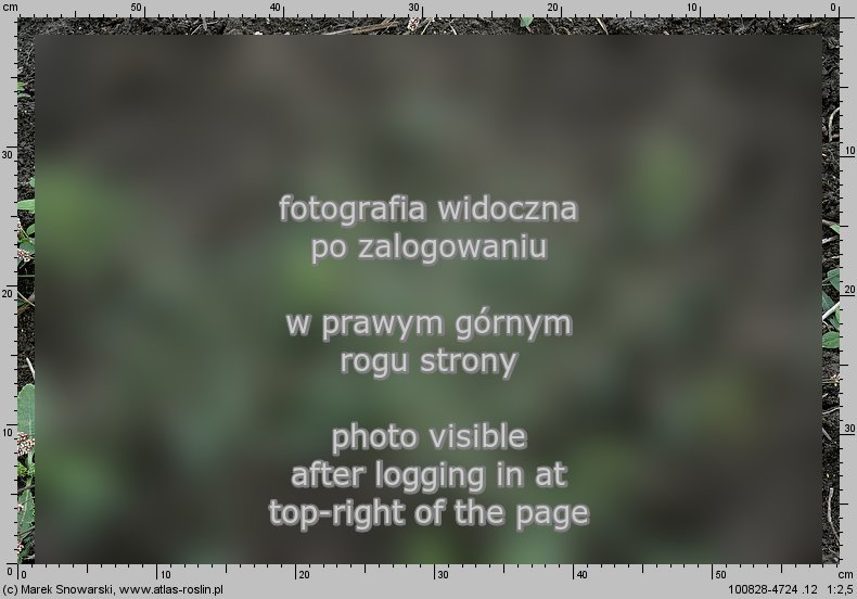 Polygonum persicaria (rdest plamisty)