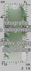 Euphorbia lucida (wilczomlecz błyszczący)