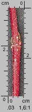 Cornus sericea (dereń rozłogowy)