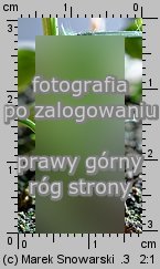 Setaria pumila siewka (rozwój włośnicy sinej)