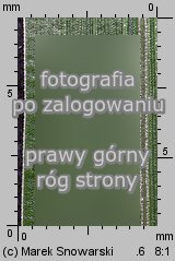 Echinochloa crus-galli (chwastnica jednostronna)