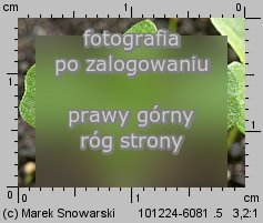 Galinsoga parviflora siewka (rozwój żółtlicy drobnokwiatowej )