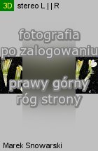 Galinsoga parviflora (żółtlica drobnokwiatowa)