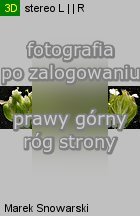 Galinsoga parviflora (żółtlica drobnokwiatowa)