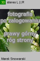 Polygonum lapathifolium ssp. pallidum (rdest szczawiolistny gruczołowaty)