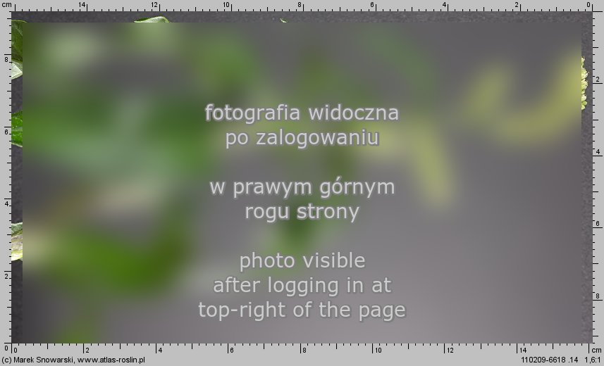 Polygonum lapathifolium ssp. pallidum (rdest szczawiolistny gruczoÅ‚owaty)