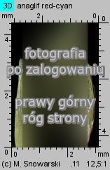 Molinia caerulea s.str. (trzęślica modra)