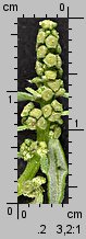 Chenopodium glaucum siewka (rozwój komosy siniej)