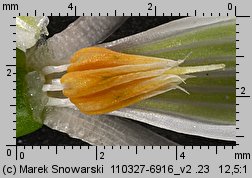 Galanthus nivalis (śnieżyczka przebiśnieg)